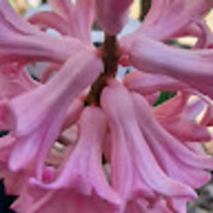 Meet your Posher, Renee